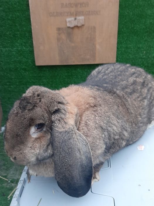 Samice Francuski Baran Szary po ocenach