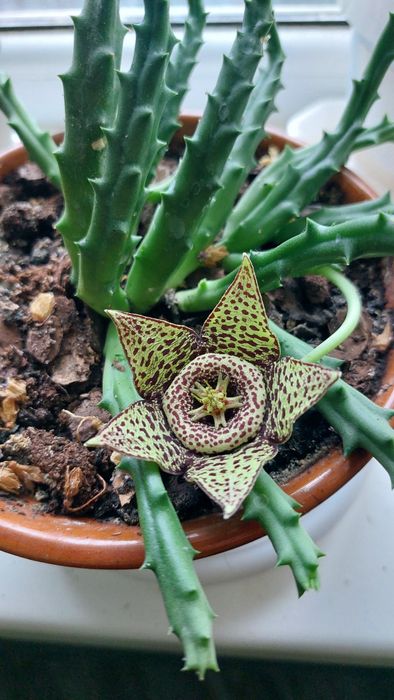 Кактуси та сукуленти