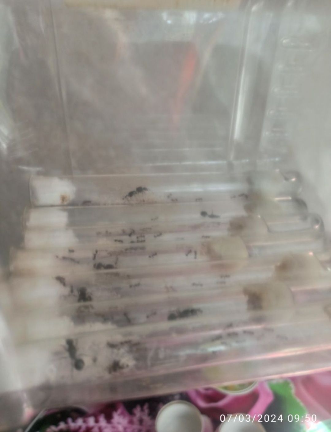 Муравей Messor Barbarus