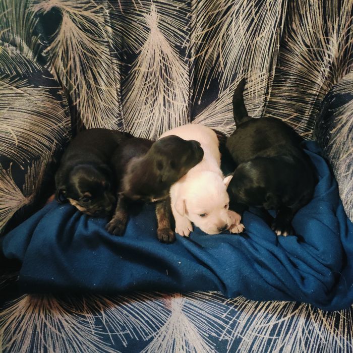 Oddam pieski w dobre ręce