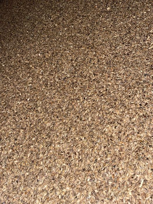 Sprzedam ostropest plamisty ekologiczny