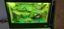 Sprzedam terrarium z parką gekonów