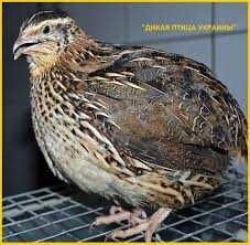 Яйце Інкубаційне Перепілка Фараон