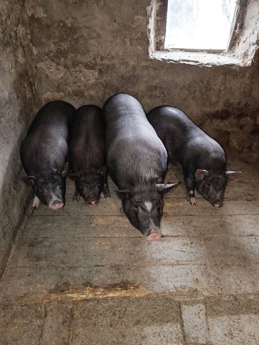 Продам поросята В'єтнамці