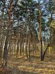 10 соток Новая улица сосны.