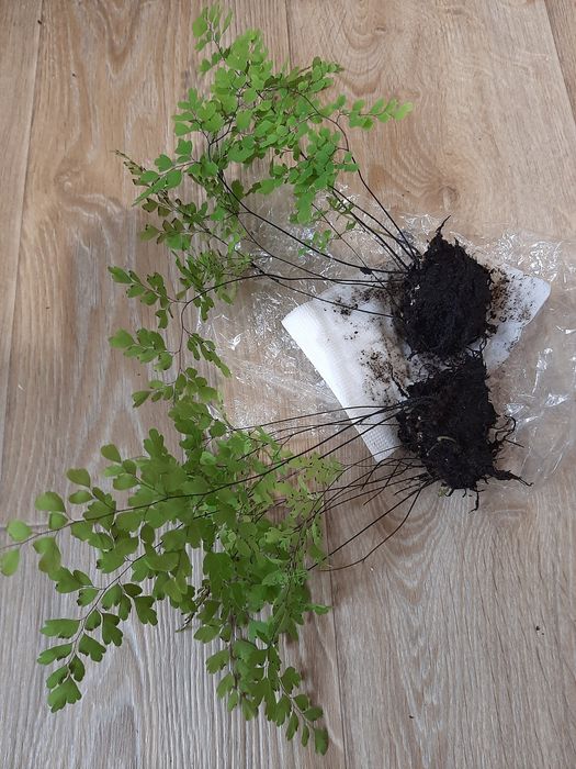 Адіантум (Венерине волося)