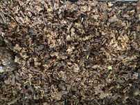 Propolis Kit Przczeli