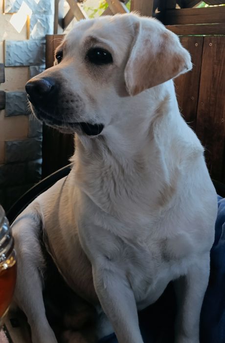 Лабрадор для в'язки