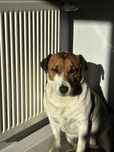 Oddam pieska rasy Jack Russell Terrier w dobre ręce