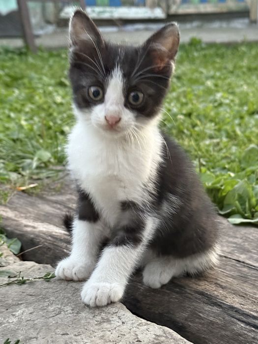 Віддаємо кошеня, хлопчик