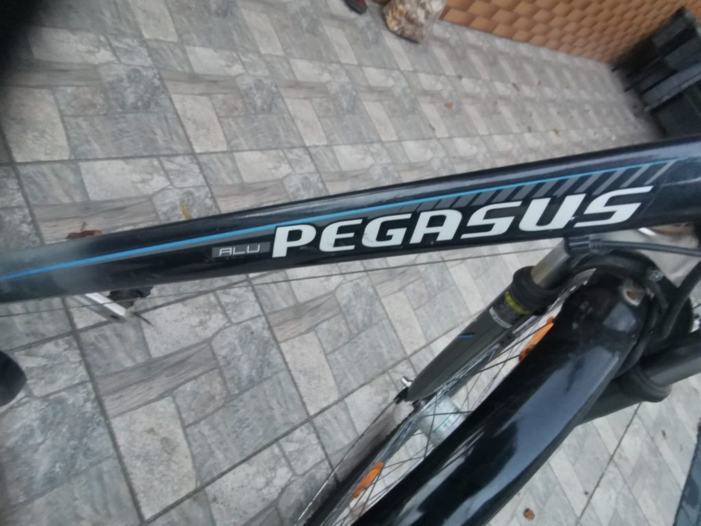 Rower męski Pegasus