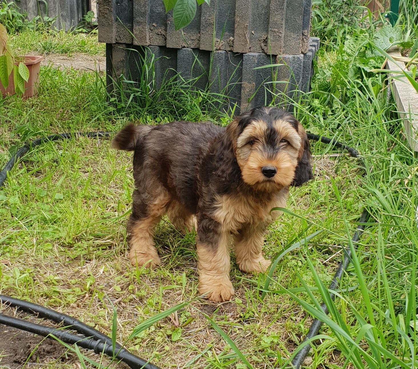 Cockapoo. Hybryda. Suczka Kinia. Cocker Spaniel Angielsk/ Pudel miniat