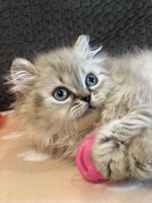 Мальчик пушистый