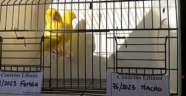 Canários liliana amarelos