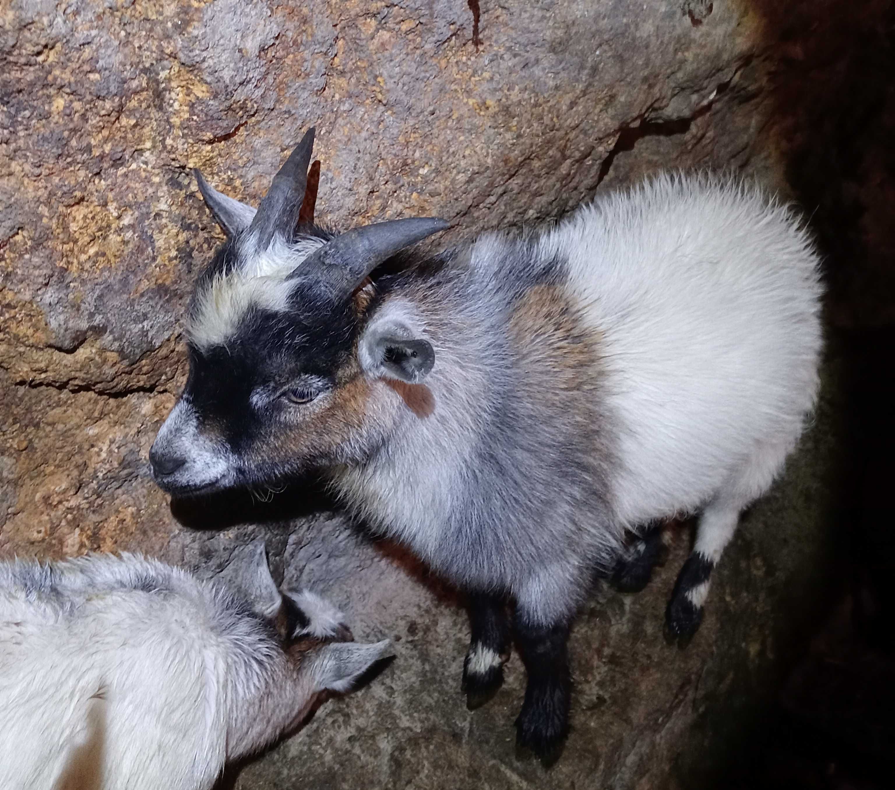 Cabras anas/israelitas