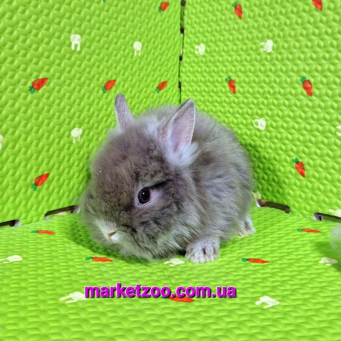 Мини кролик шиншилловьій оттер с Гавана оттенком