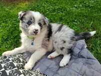 Border Collie Honia Red Merle