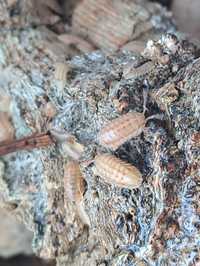 Isopody/Prosionki Armadillidium Nasatum Peach