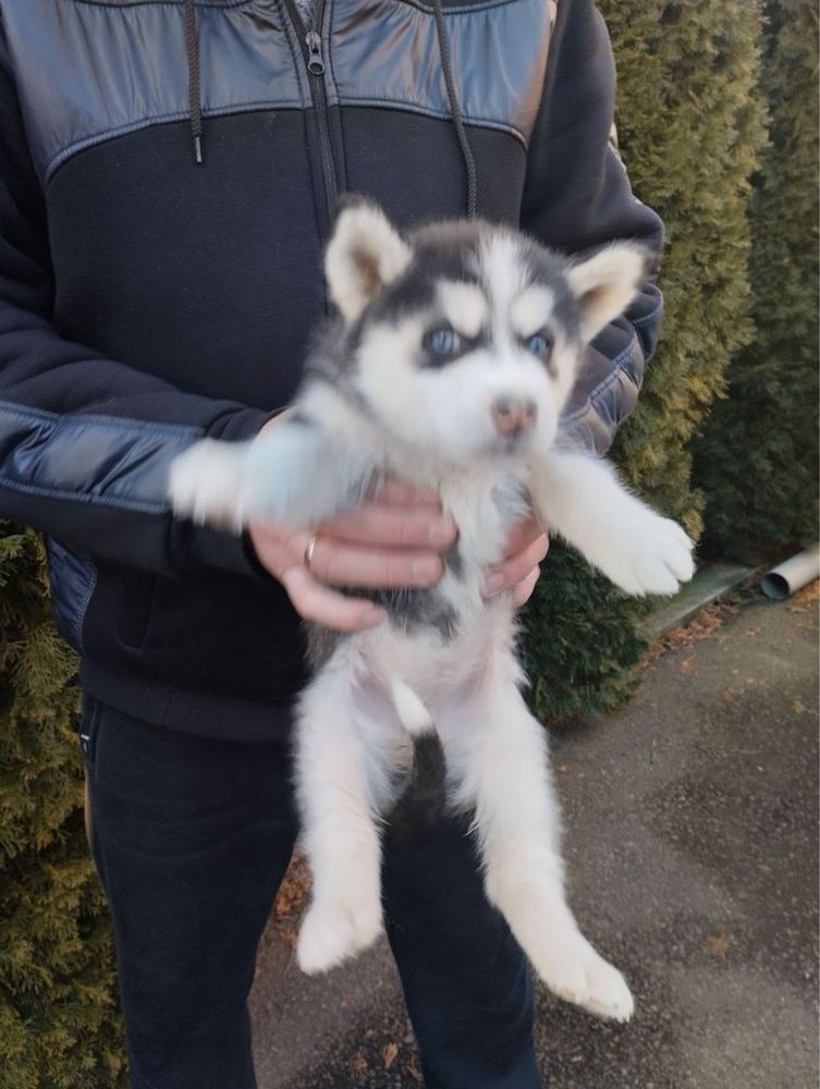 Продам щенят Сибірської Хаскі