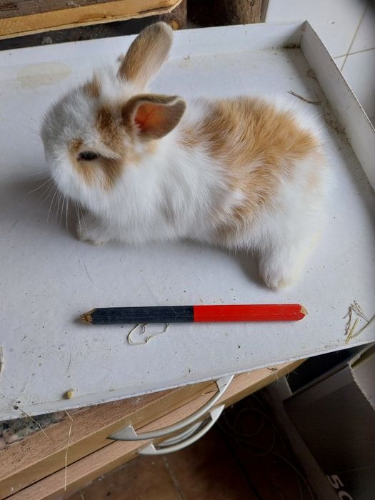 Coelhos anões angorá
