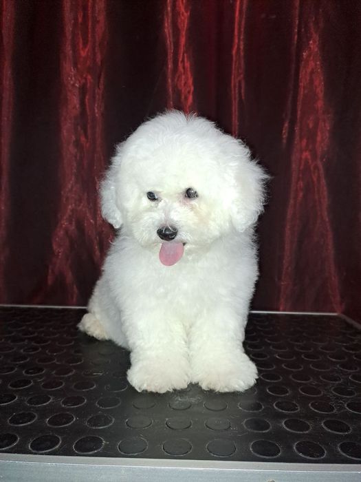 Щенки Бишон Фризе — питомник «Симфония Души»