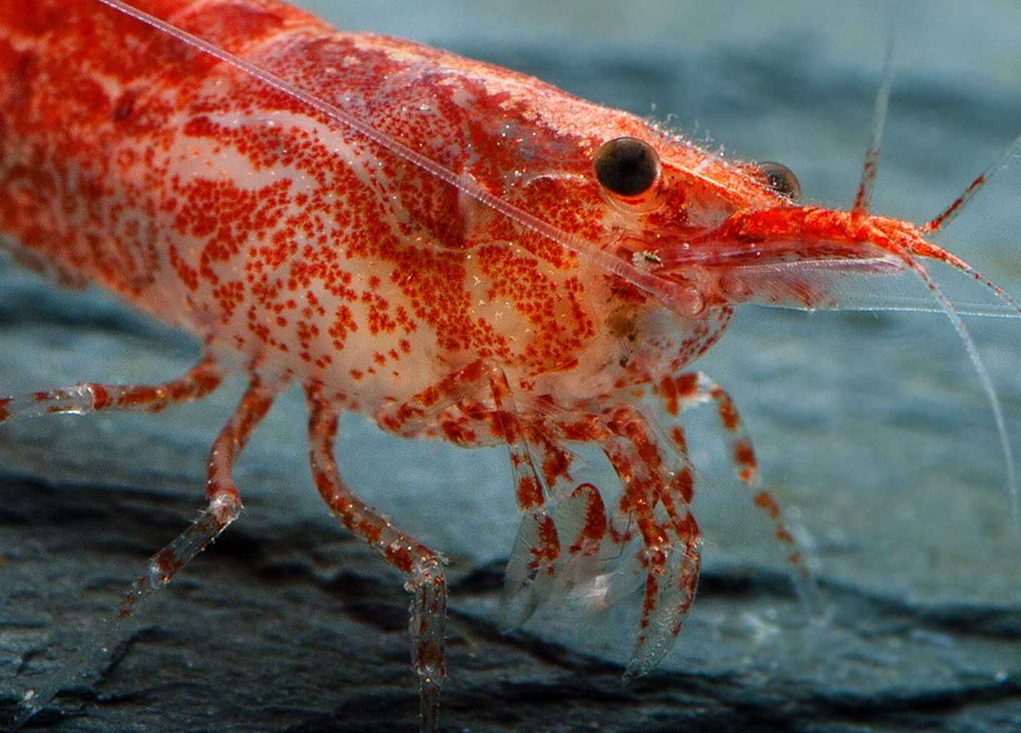 Krewetka RED CHERRY - Wiśniowa - Neocaridina - Caridina - wysyłka