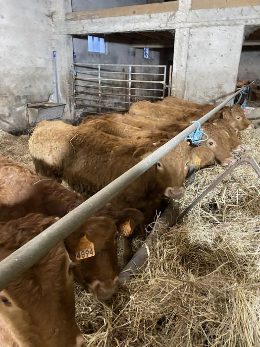 Vitelos cx de Limousines