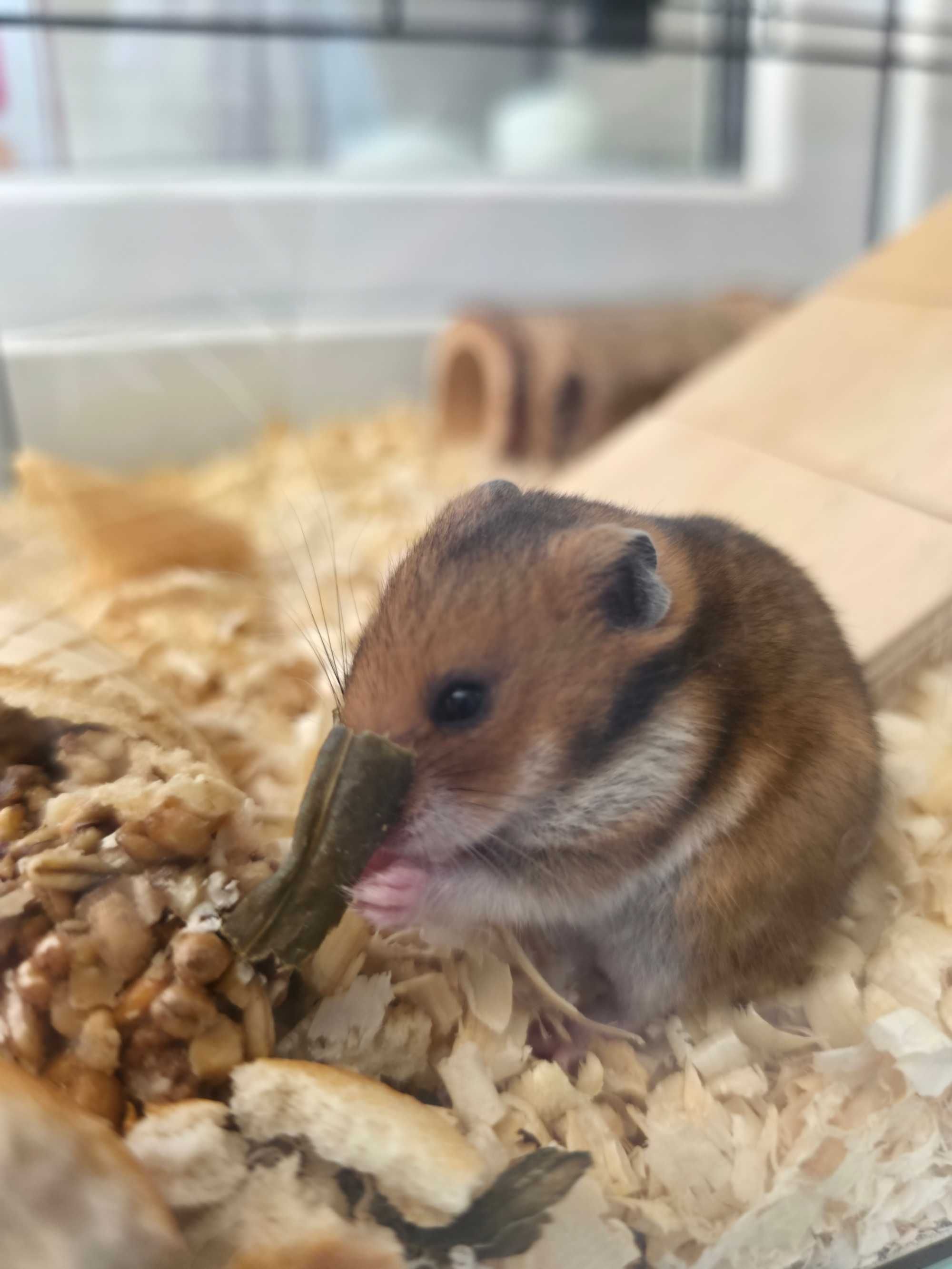 Chomiki syryjskie