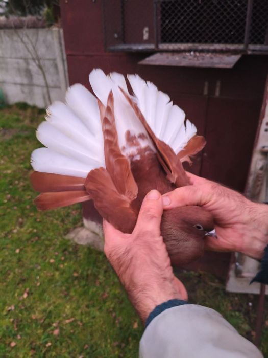 Gołębie orliki piękne zdrowe