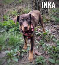 1,5 roczna Inka, delikatna, do adopcji