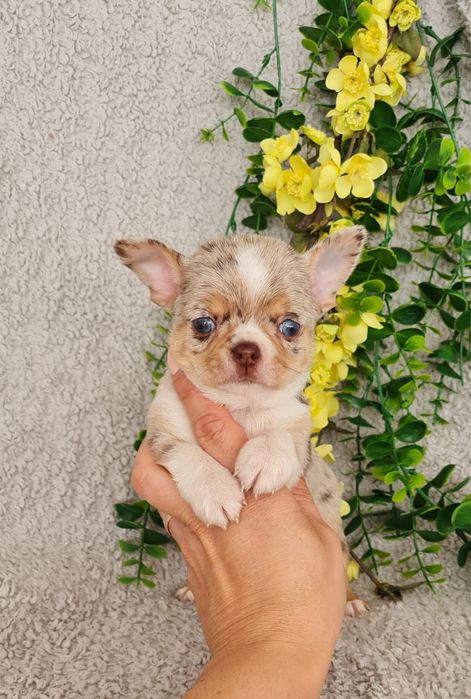 Excecional menino merle Chihuahua/Chiuaua. LinhagemRussa