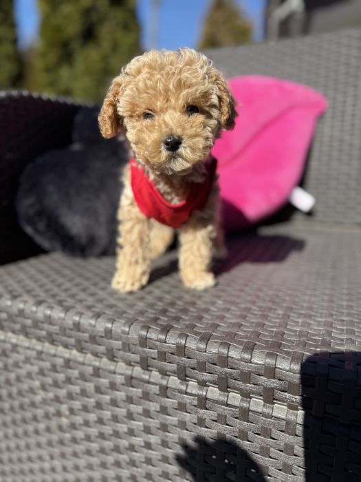 Мальтипу  цуцики