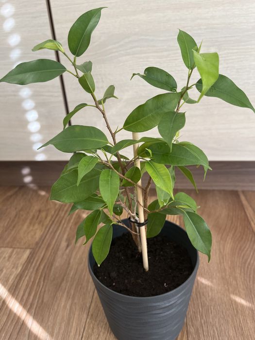 Фікус Бенджаміна з трьох черенків