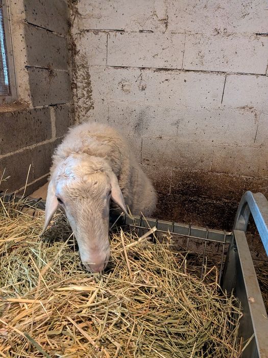 Carneiro Assaf adulto