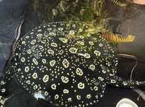 Прісноводні скати potamotrygon black diamond (тисяча островів)