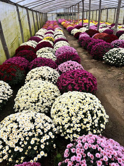 Chryzantemy drobnokwiatowe