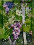 Pintura a óleo " Sol nas Uvas"