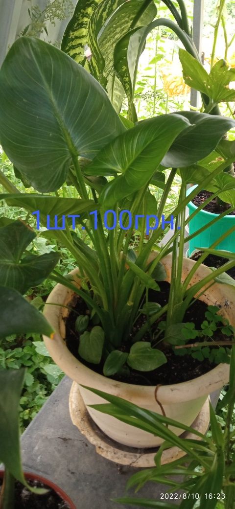 Продам калли. Білі інших немає.