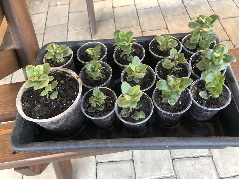 РОЗПРОДАЖ!!Каланхоє квітуче червоне, розове