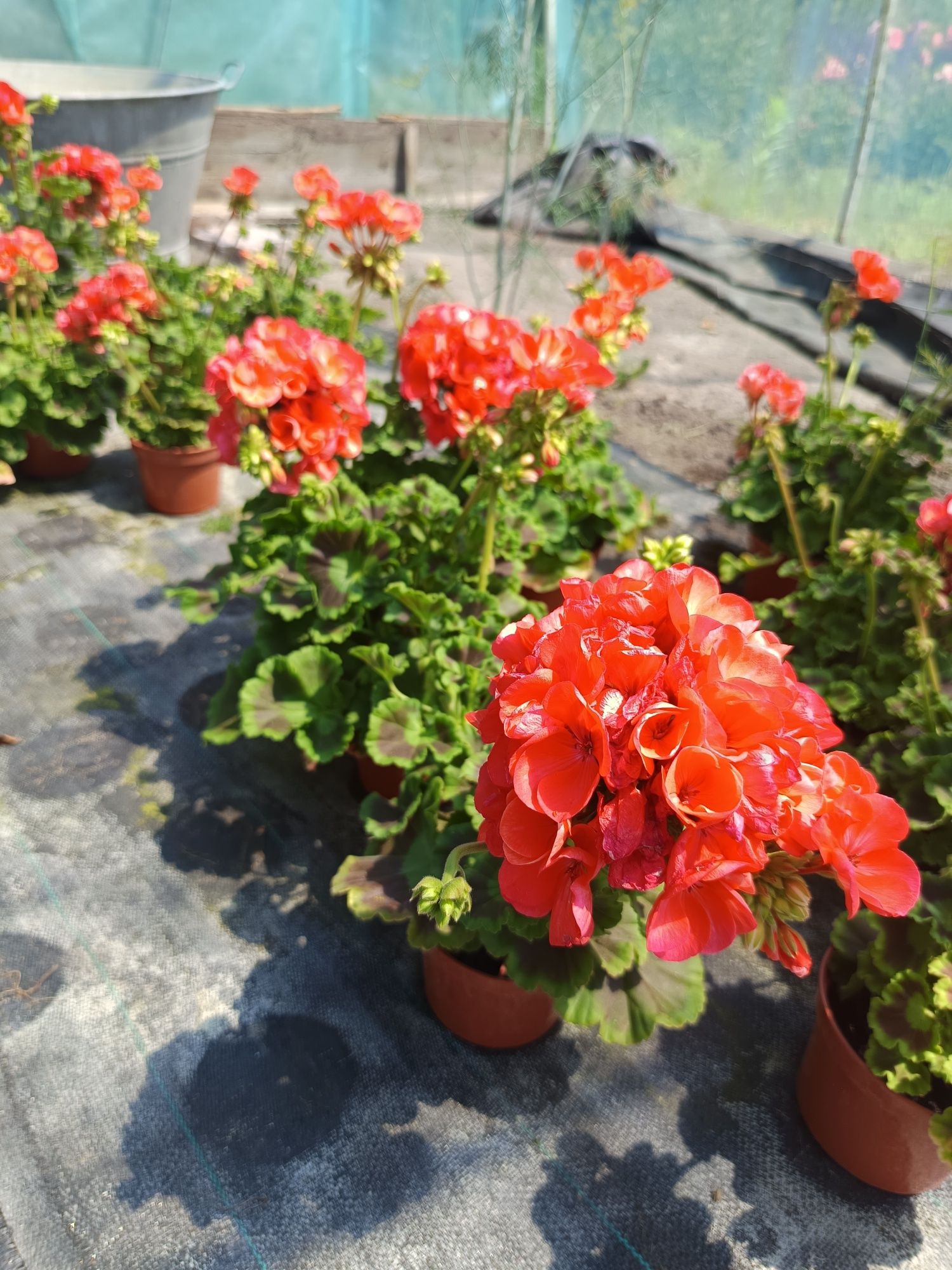 Pelargonia na balkon i do ogrodu