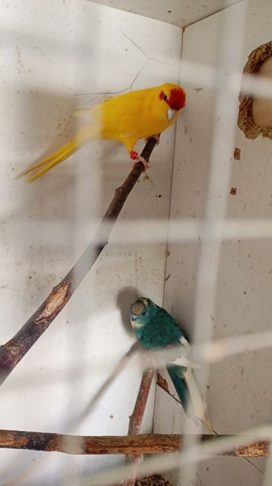 Vendo kakariki amarelo