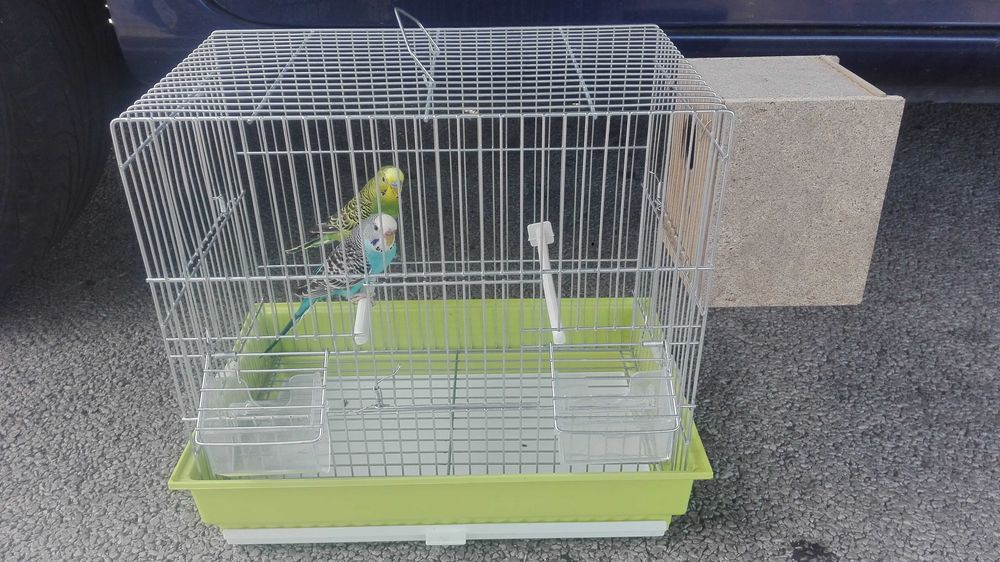 Vendo gaiola ninho e casal de piriquitos