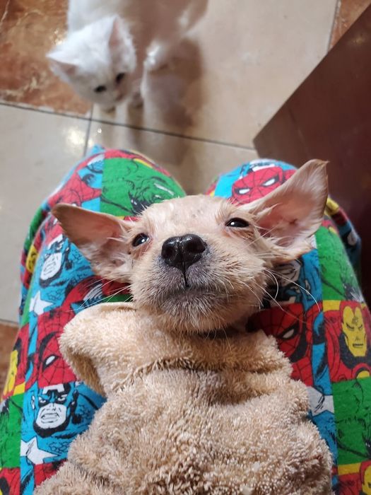 Віддам в добрі руки метиси тато стаф мама двортерєр