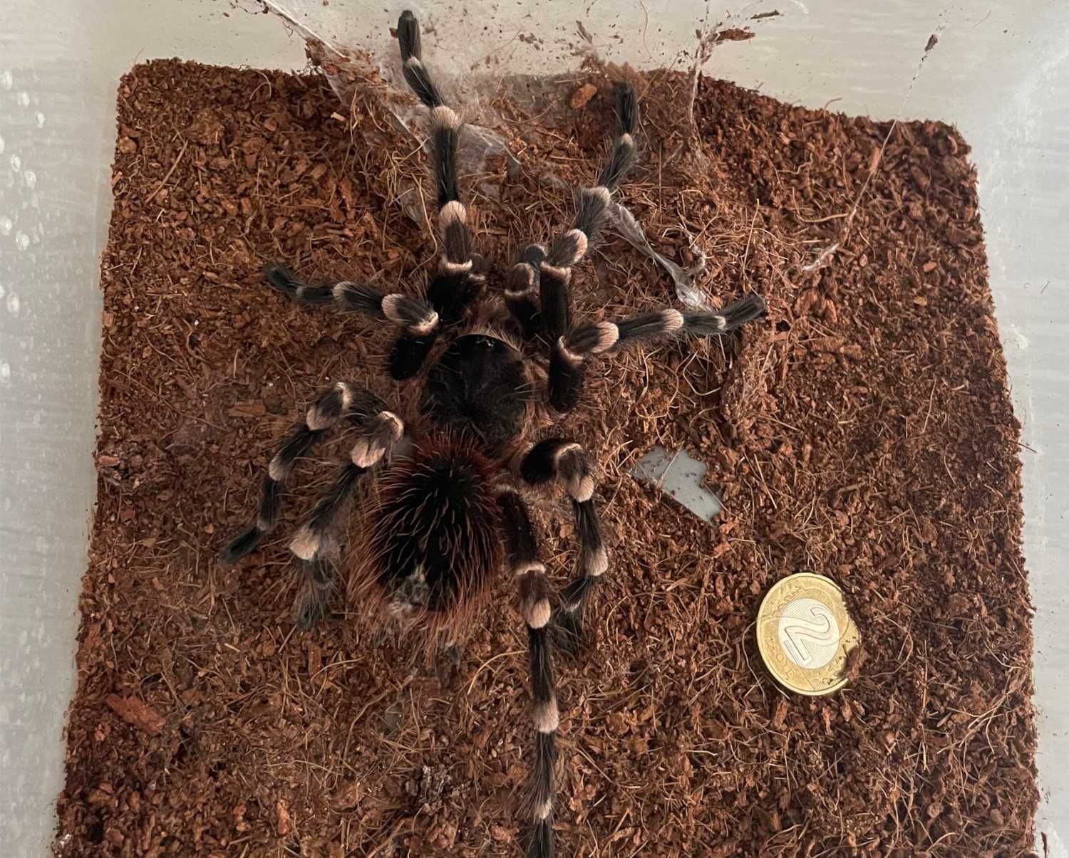 Acanthoscurria geniculata (samiec)