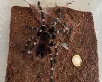 Acanthoscurria geniculata (samiec)