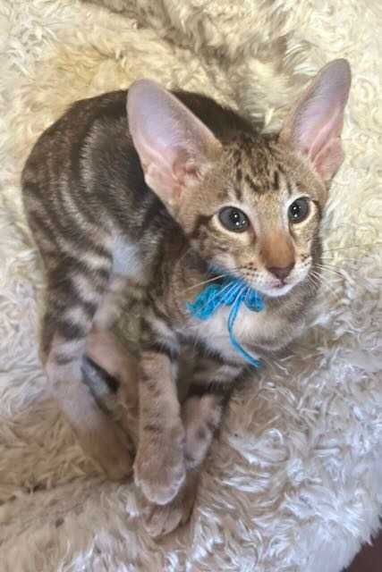 Orientalny kociak o nietypowym pręgowaniu