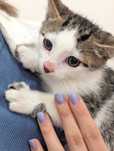 Котик Мурчик в пошуках родини