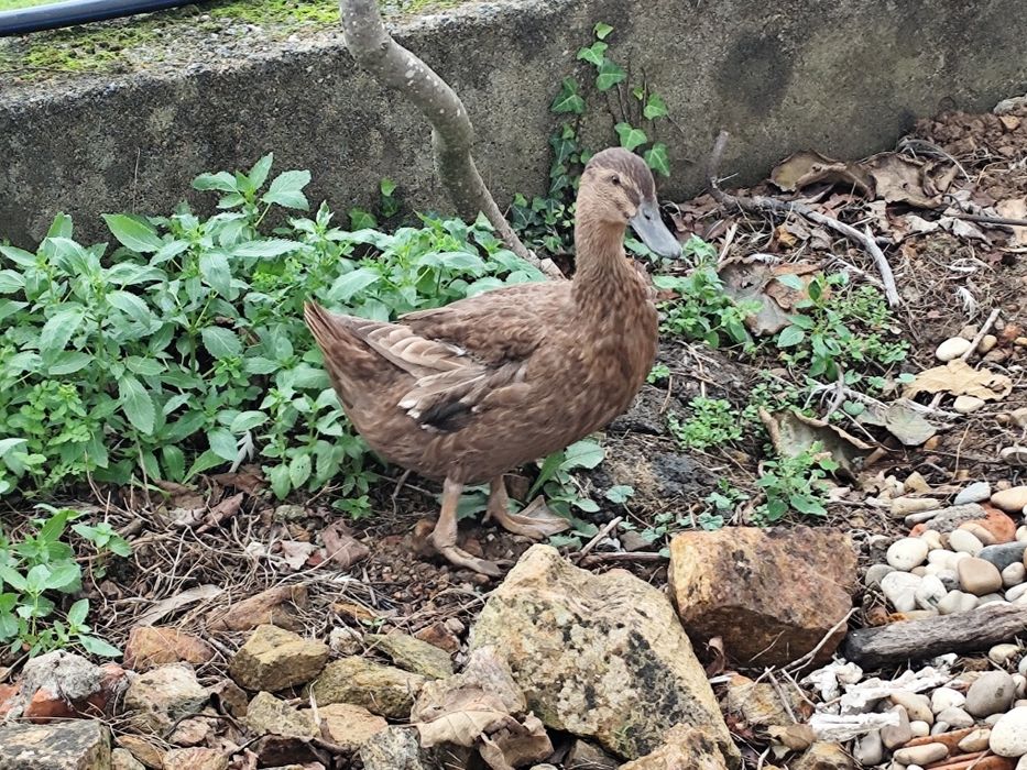 Fêmea de pato Campbell