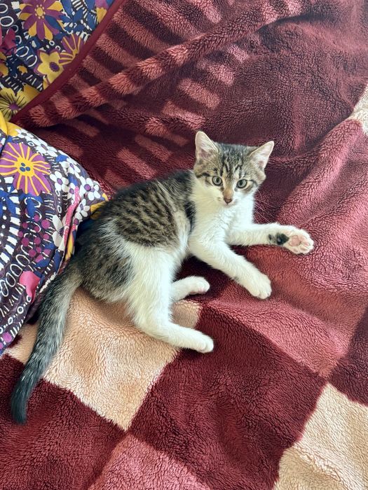 Kot kotka kotki za darmo