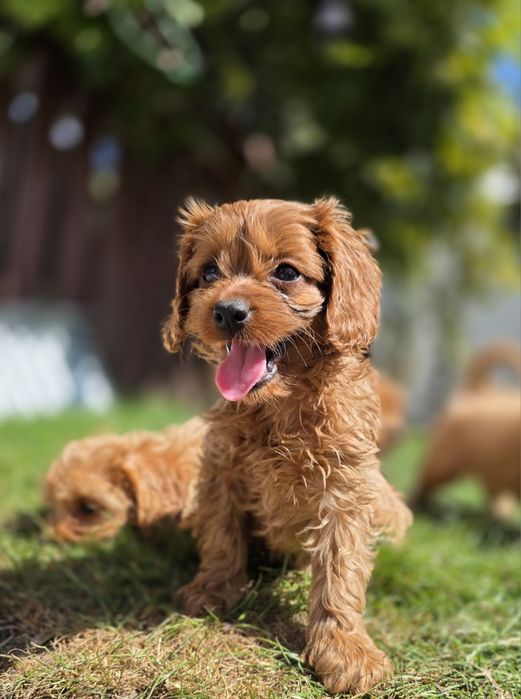 Cavapoo suczka f1